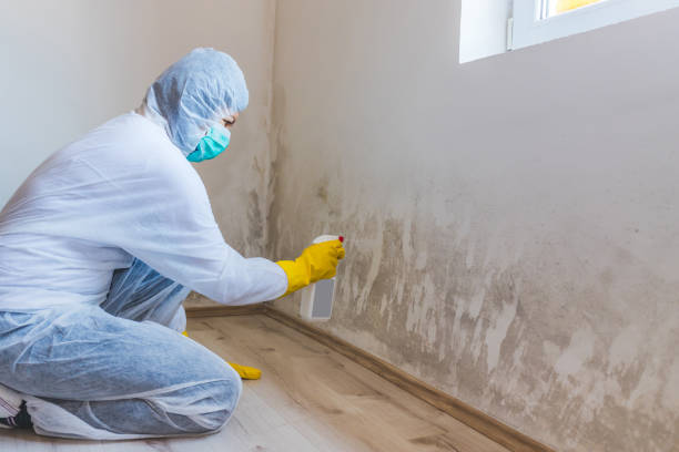 Licensed Mold Remediation service in Carrsville, VA - WQB Mold Removal